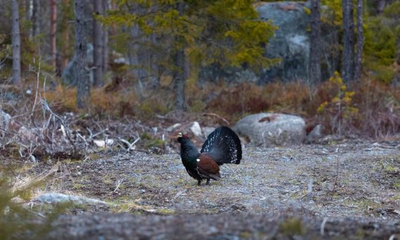 Majestic capercaillie displaying its feathers in a tranquil Finnish forest setting.